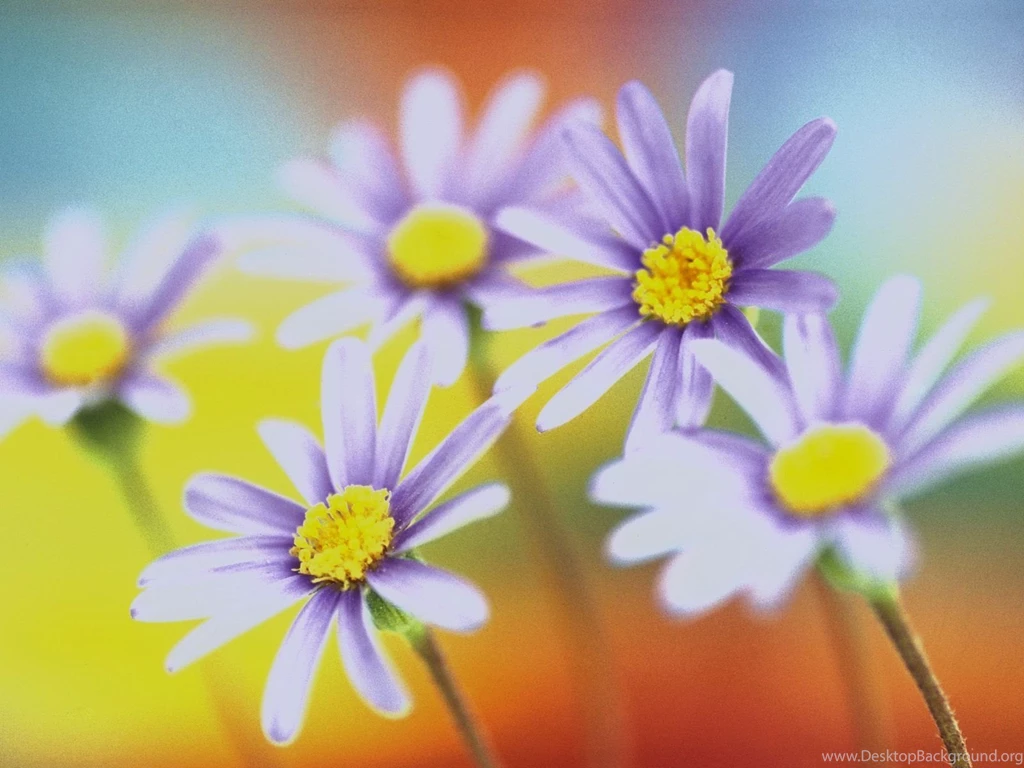 Free Desktop Spring Flowers Backgrounds