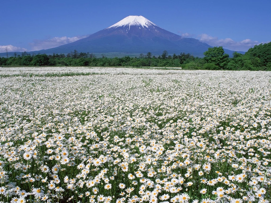 The best top spring desktop wallpapers 12.jpg