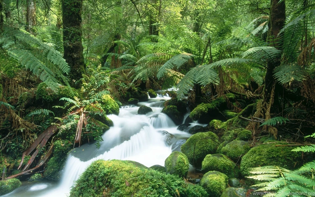 Jungle wallpaper high definition gxlp YoYoWallpapers: Download ...