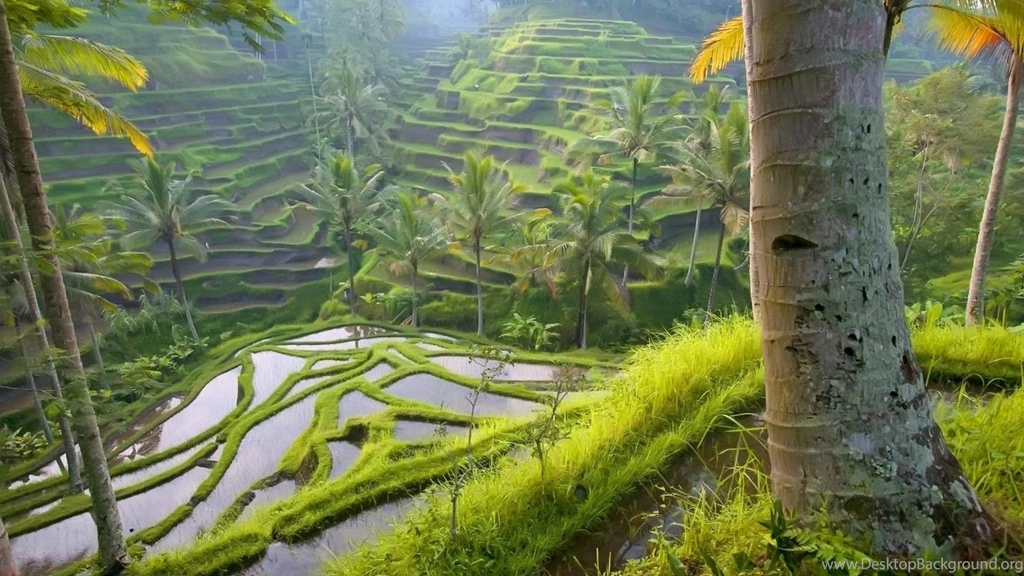 Jungle Fresh New Hd Wallpapers [Your Popular HD Wallpaper]