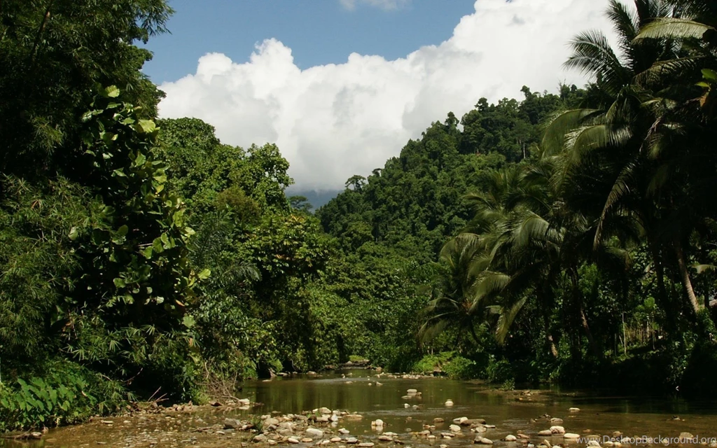 Jungle, Wallpapers, Vegetation, Widescreen, Background, Beautiful ...