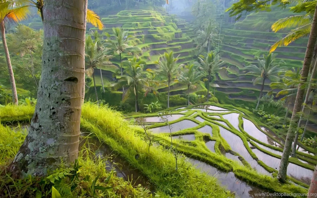 Jungle, Wallpaper, Nature, Definir (