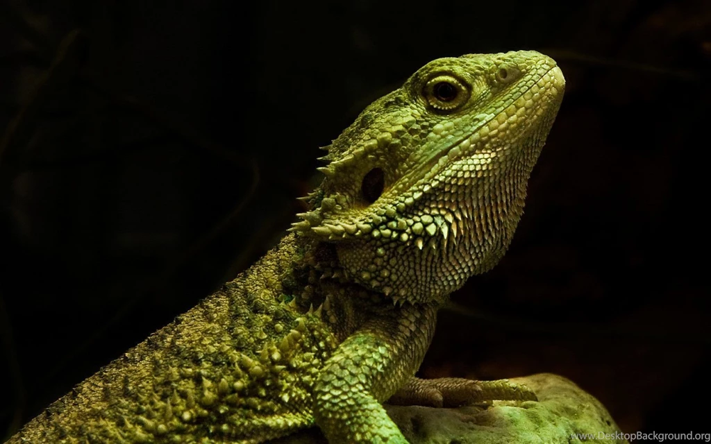 21 Reptile HD Wallpapers