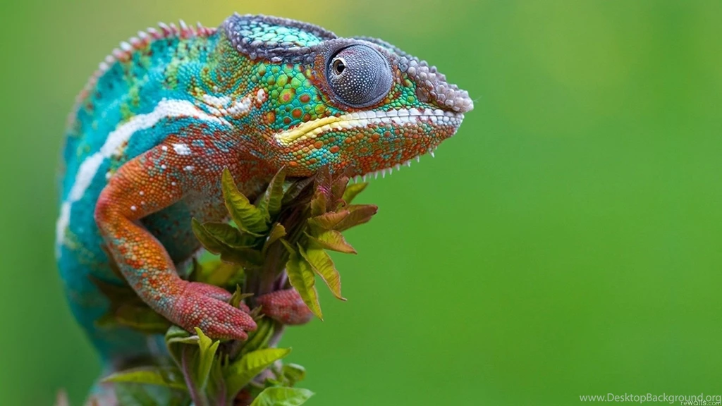 Download Reptiles Chameleons Reptile Images Wallpapers 1920x1080 ...