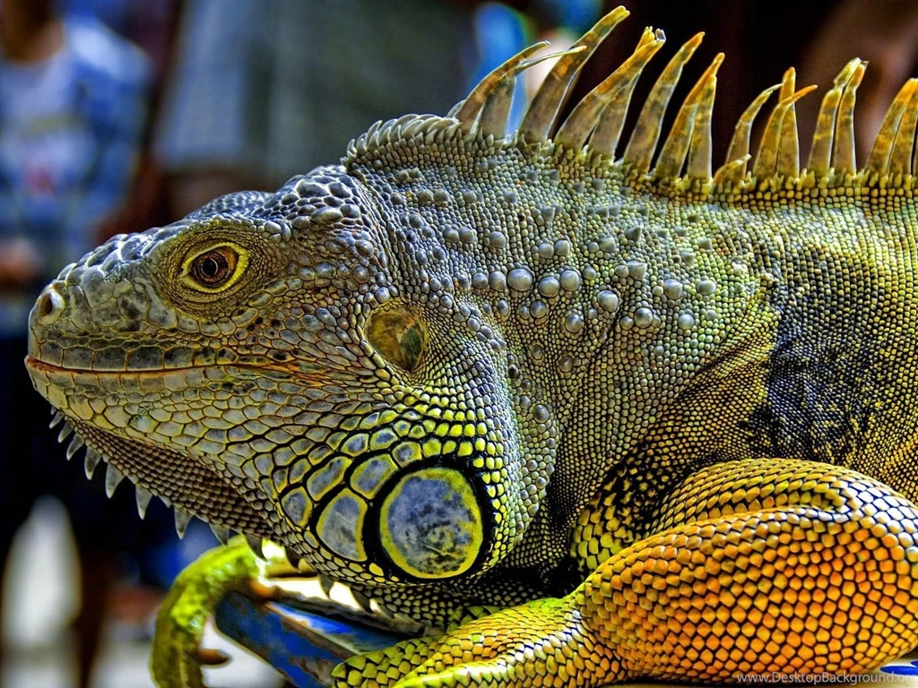 Colorful Reptile 1600x1200 Wallpapers, 1600x1200 Wallpapers ...