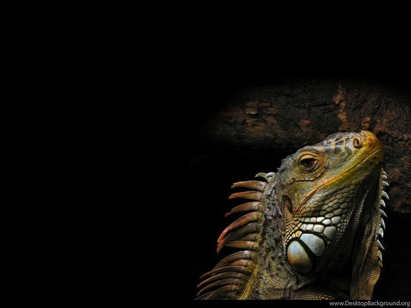 Iguana Reptile Head Shadow Light Hd Wallpapers