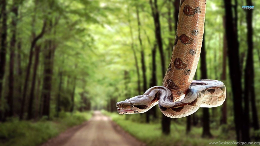 Snakes Garter Reptile Images : Full HD Desktop Wallpapers : Wallinda
