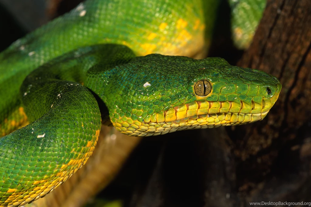835 Reptiles HD Wallpapers