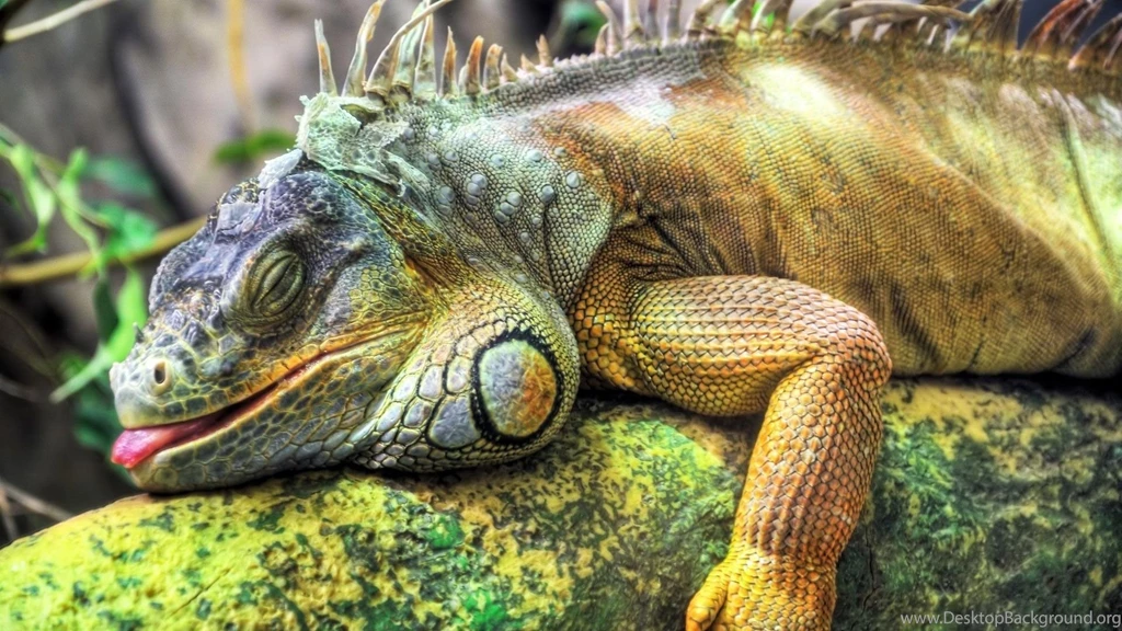 Reptile Wallpapers, Desktop Wallpapers » GoodWP.com
