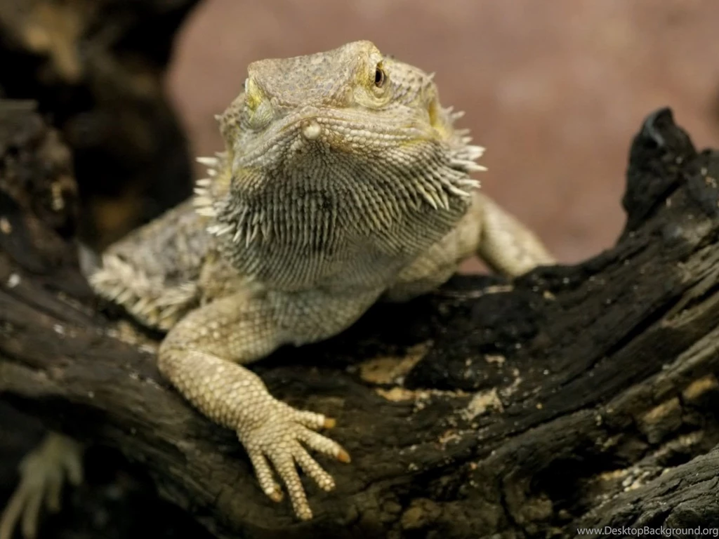 Desktop Wallpapers · Gallery · Animals · Reptile