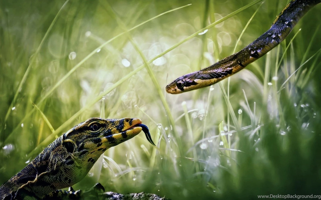 Snake, Desktop, Macro, Photo, Animals, Wild, Reptile, Hd, Wallpapers