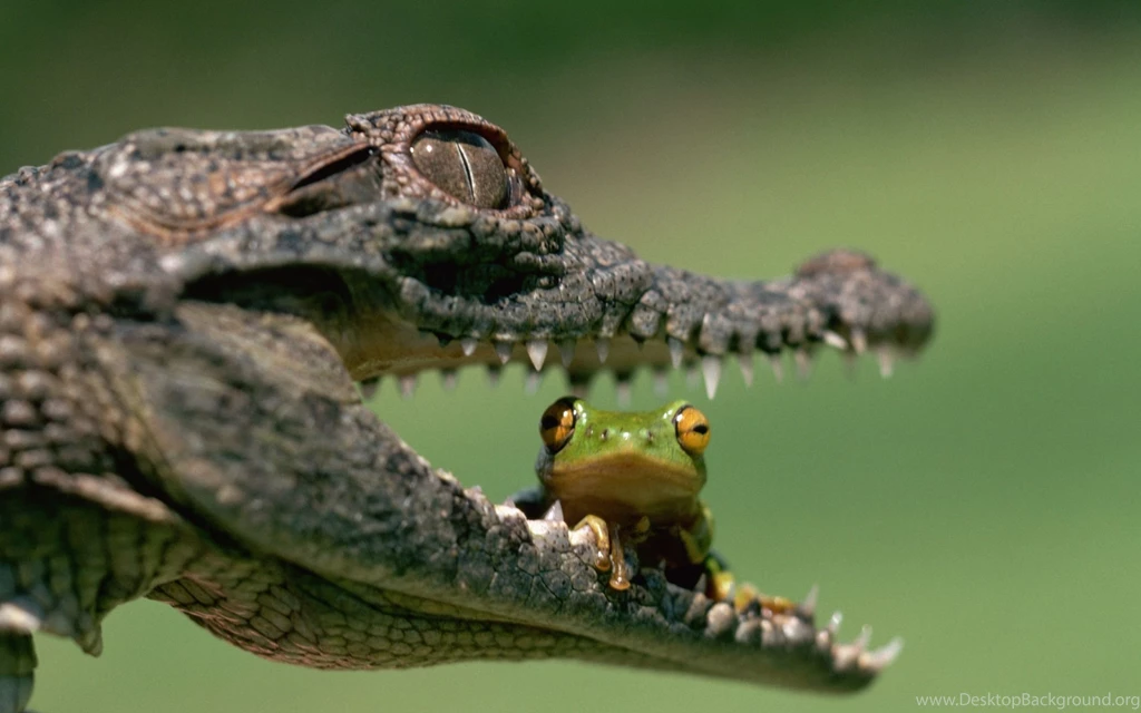 Reptile Computer Wallpapers, Desktop Backgrounds