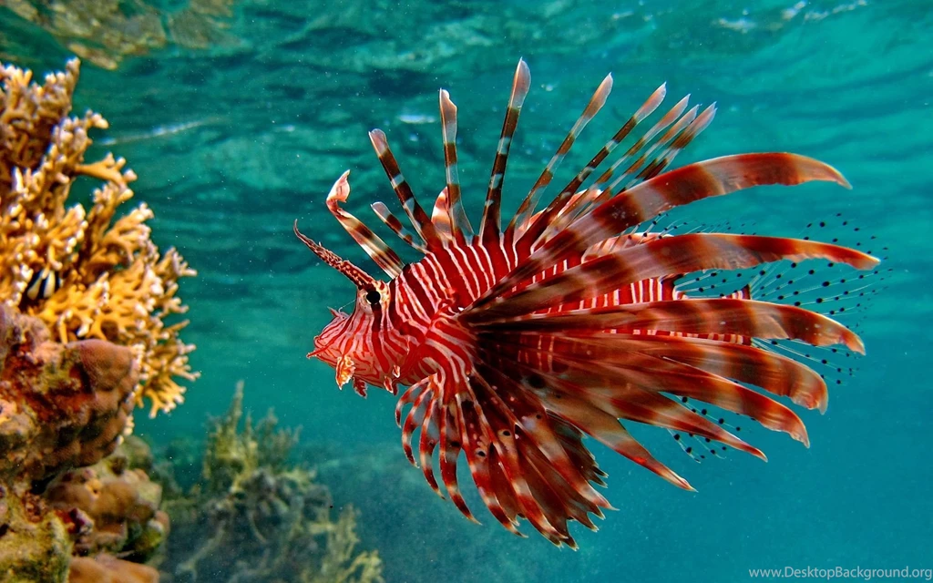 Puffer Fish Wallpapers