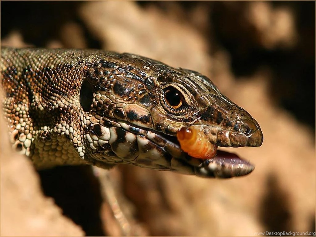 Free Desktop Wallpaper, Reptile Free Wallpapers
