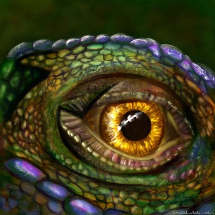 Reptile Eye Wallpaper Images