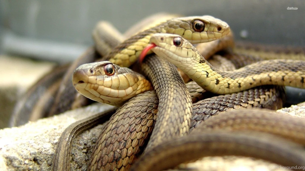 Snake Reptile Snakes Gd Wallpapers