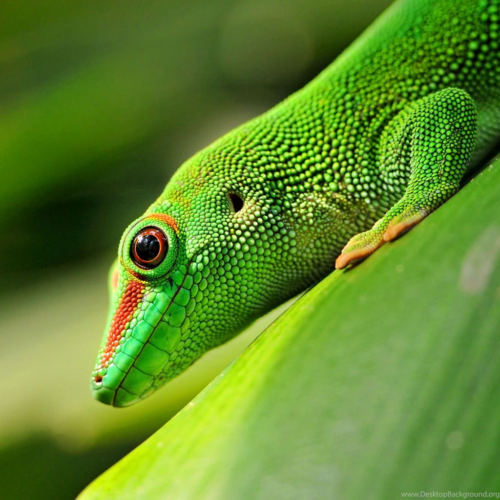 Animal Reptile Gecko Green Wallpapers Photos