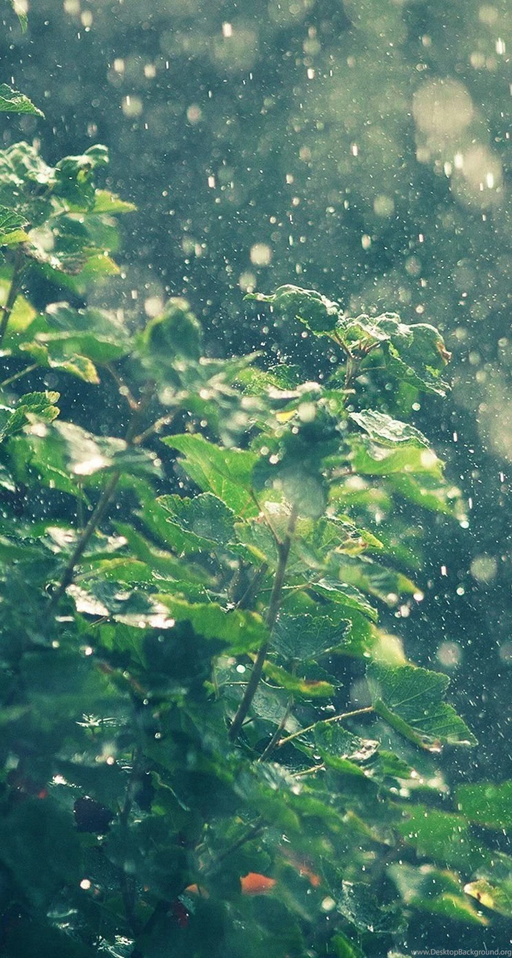 Rain iPhone 5s Wallpapers