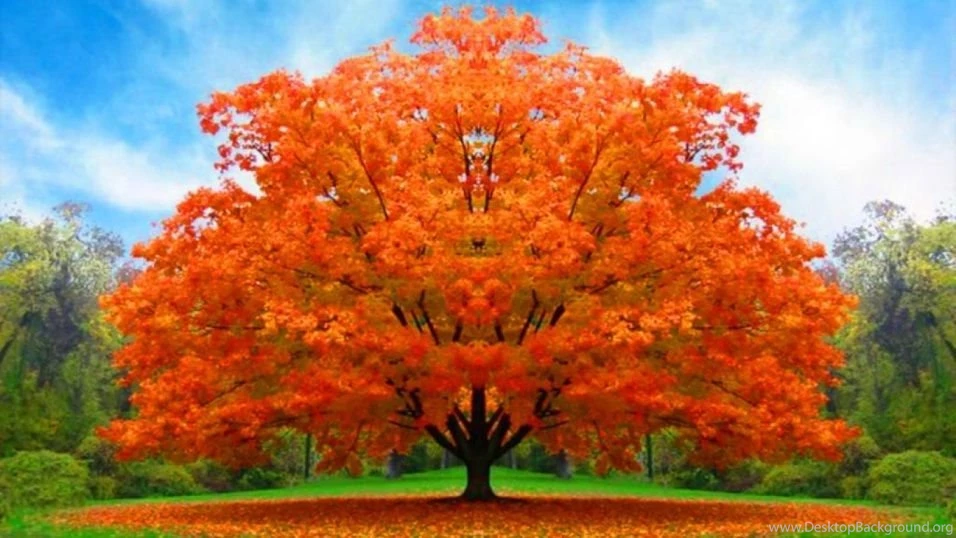 Nature Desktop Full HD Wallpapers