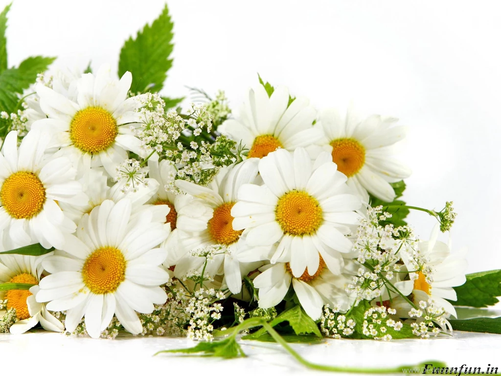 Nature Picture Flower Full HD Wallpapers