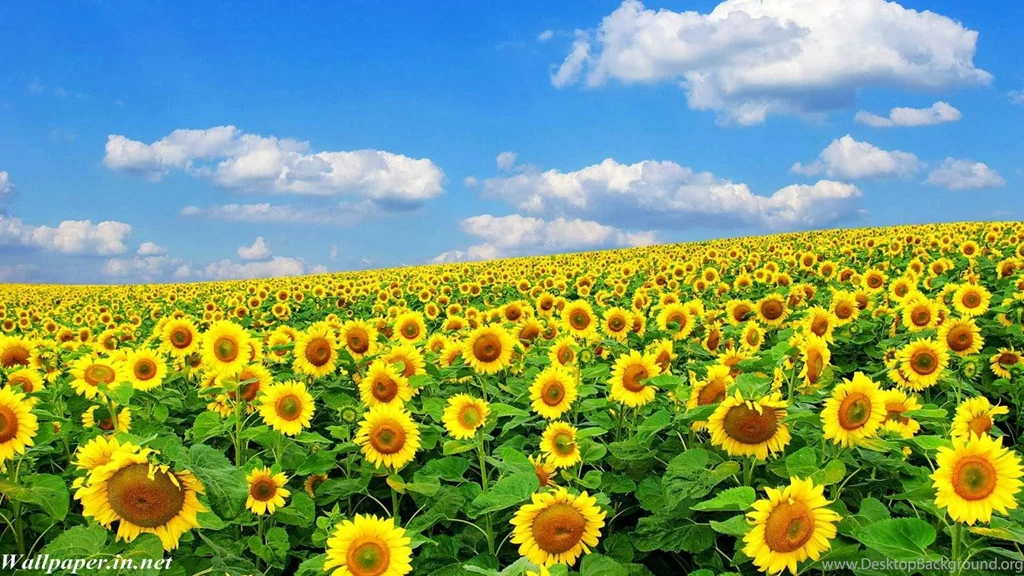 Best Hd Nature Wallpapers