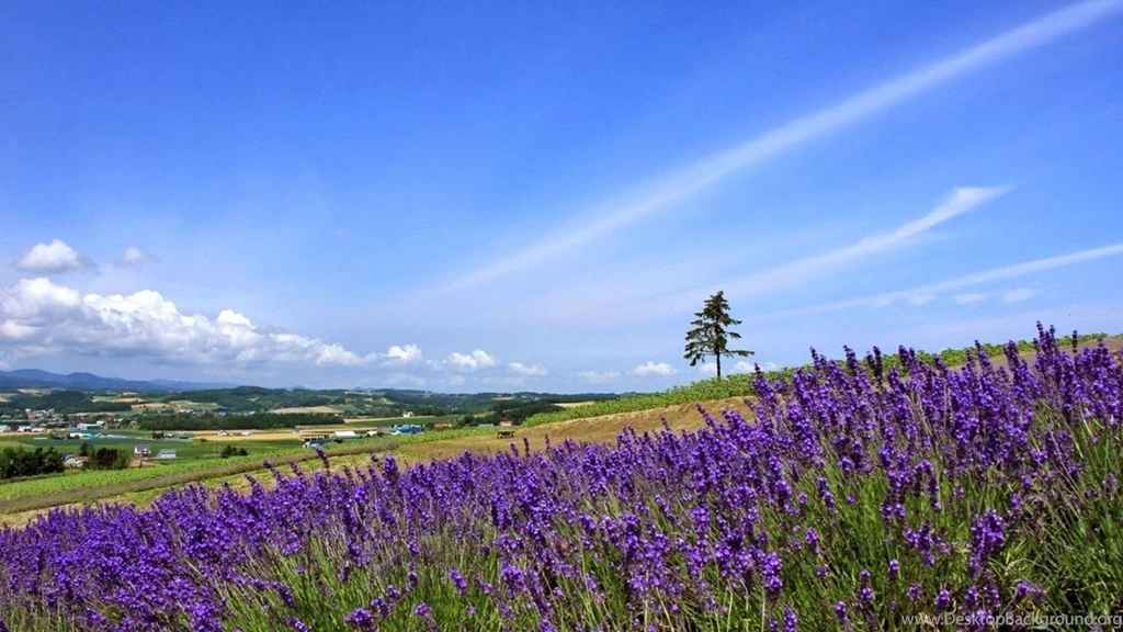 Beautiful HD Wallpapers : Nature Wallpapers HD Best Beautiful Mix