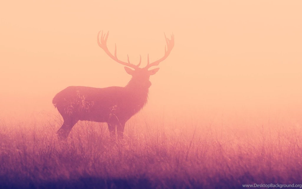 Deer Wallpapers HD Wallpapernine.com