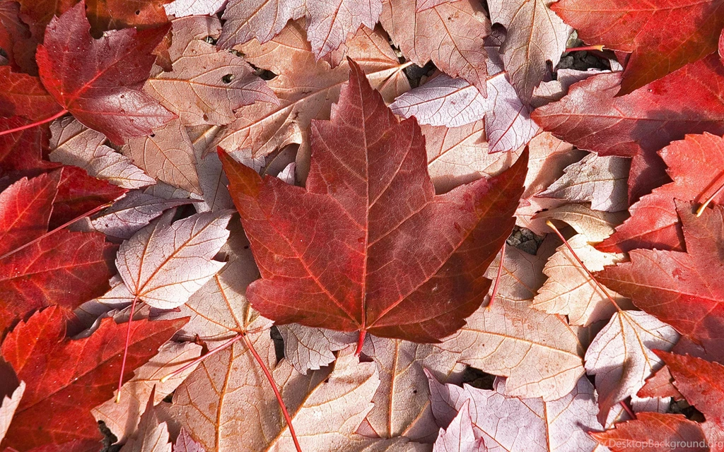 Ultra HD 4K Canada Wallpapers HD, Desktop Backgrounds 3840x2400 ...