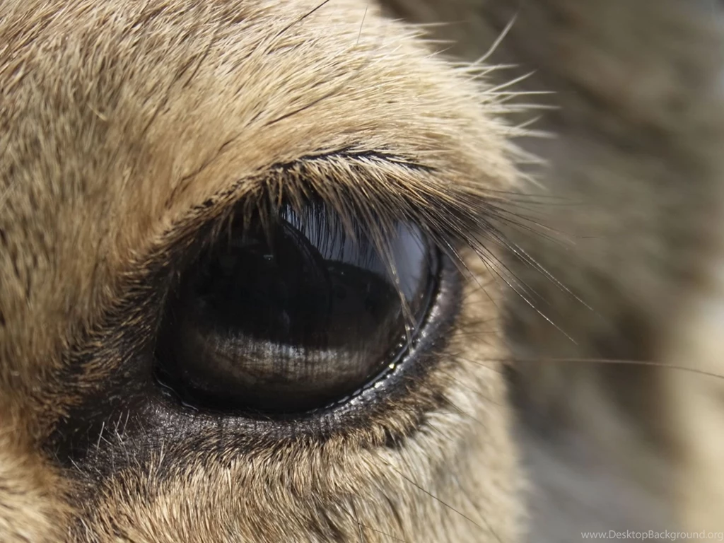 Animals Zoo Park: Deer Photos   Deer Wallpapers For Desktop