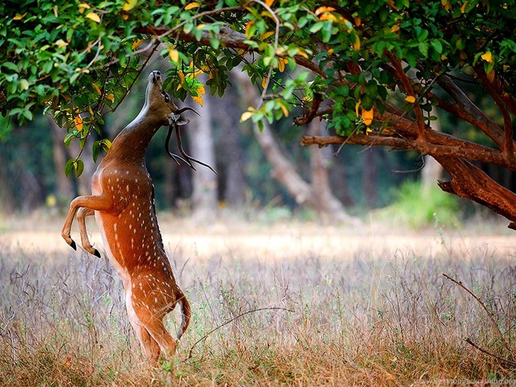 Beautiful Deer Eating Leaves Wallpapers.jpg