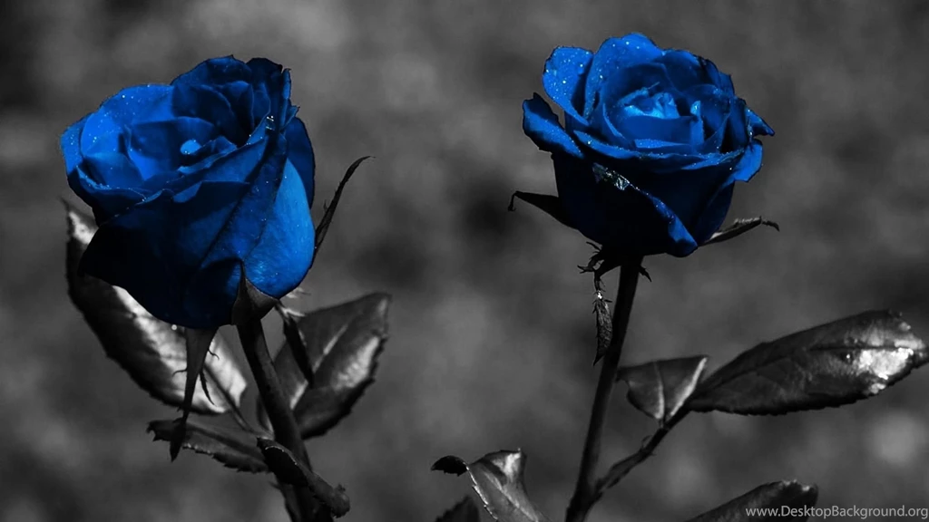 HD Wallpapers Blue Rose desktop backgrounds.jpg