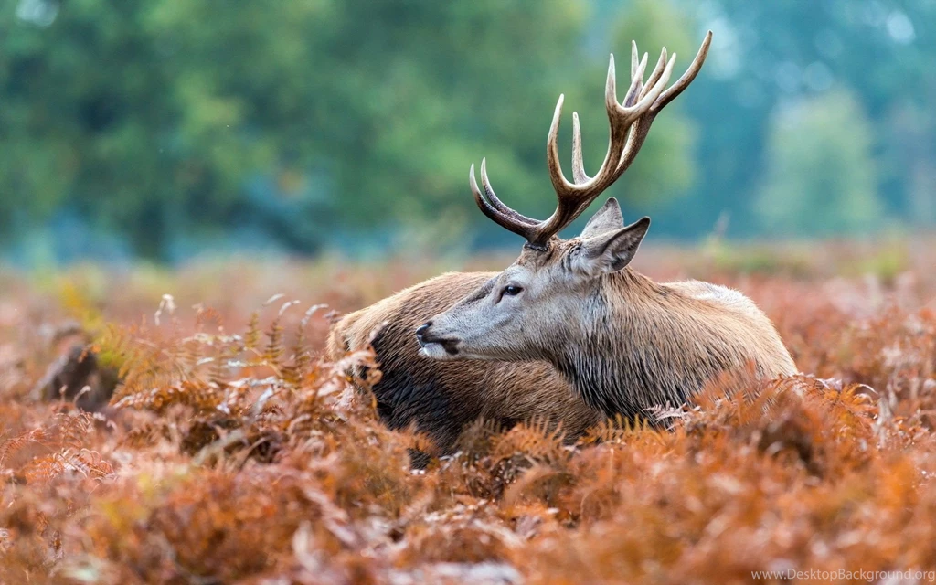 Gorgeous Deer Buck Desktop Wallpapers Zibrato