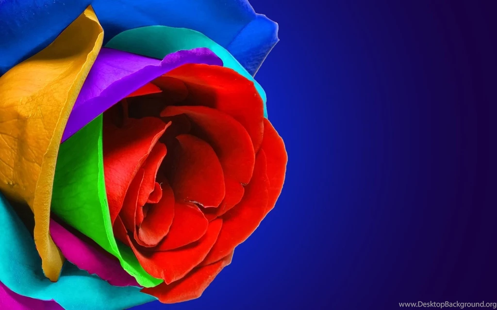 Multicolor Rose Flower HD Wallpapers