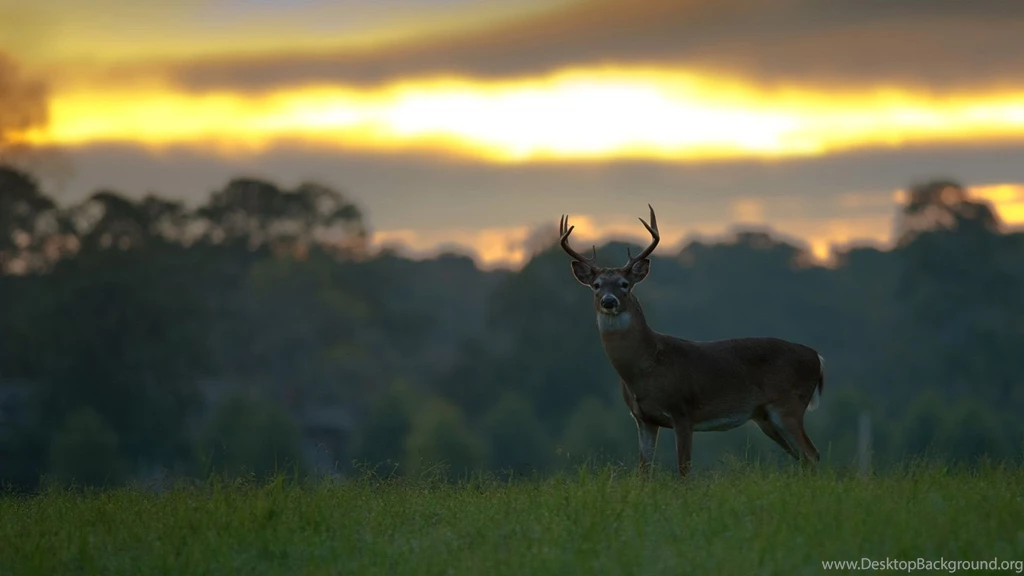 Deer Computer Wallpapers, Desktop Backgrounds