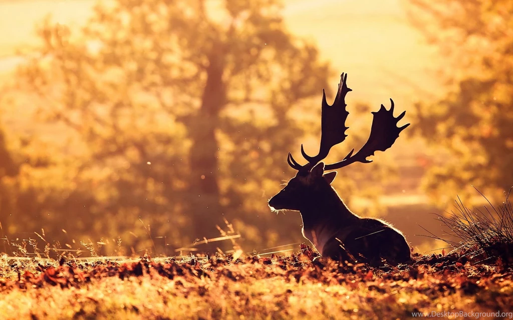 Deer Wallpapers Wallpapernine.com