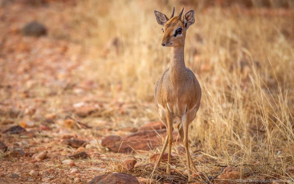 Deer: Antelope Animal Cute Deer Animale HD Backgrounds For HD 16:9 ...