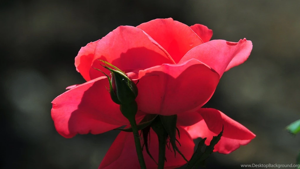 Top Cool Pictures Rose Flower Images For Pinterest