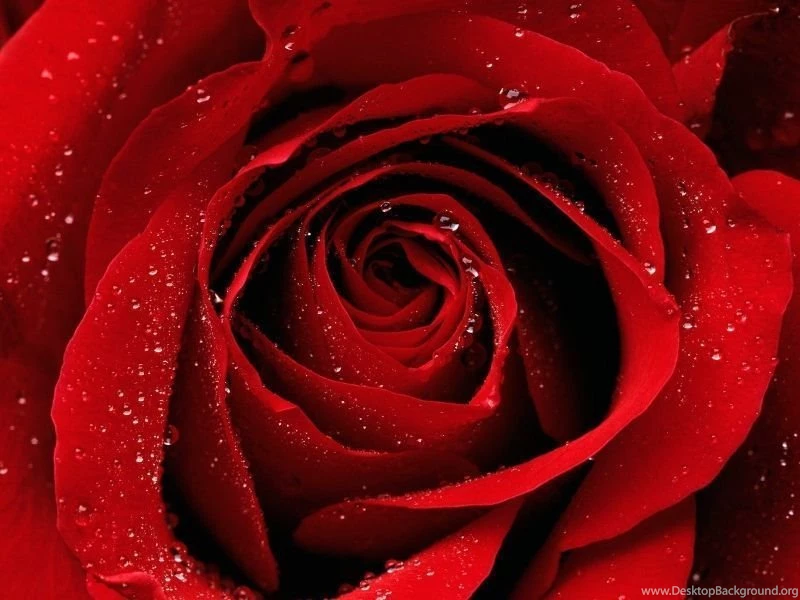Hd wallpapers nature flowers rose 7.jpg