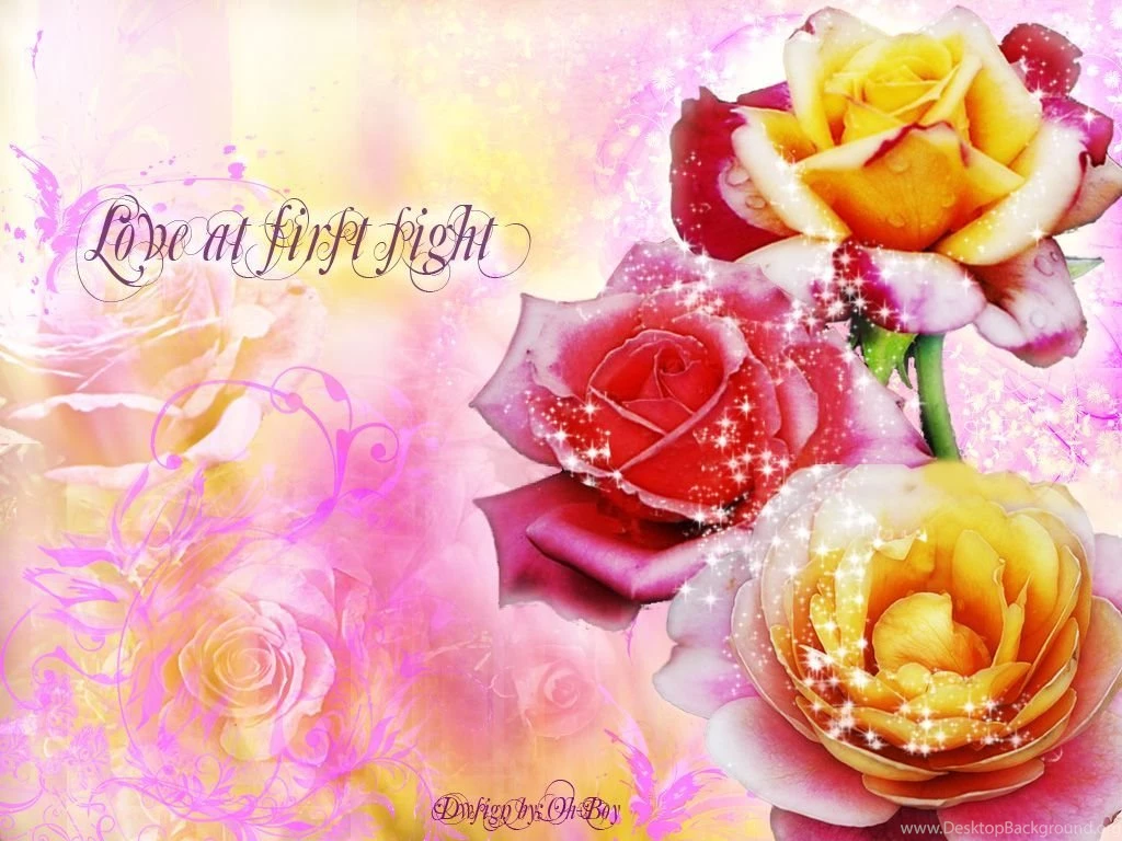 Download Flowers Rose Flower Wallpapers