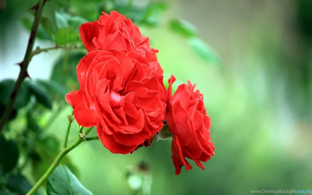 Rose Flowers Hd Images Free Download