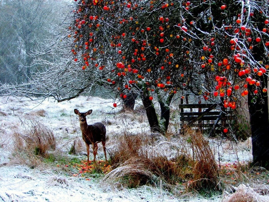 Download Free Desktop Wallpapers Nature Deer Apples Farm Jan Tik ...