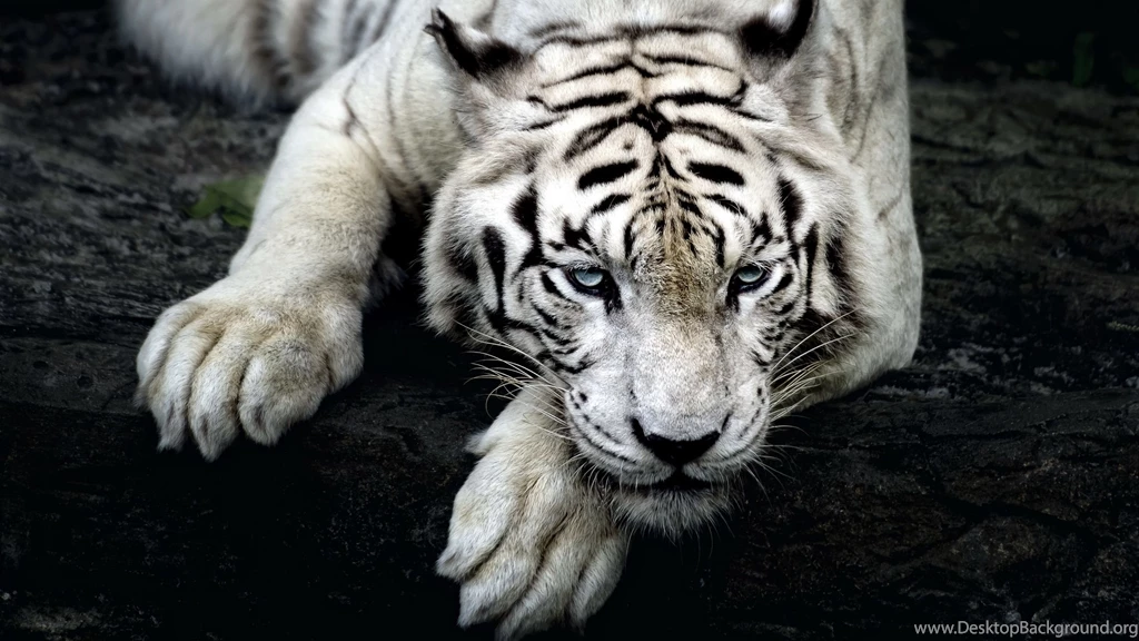 2560x1440 White Tiger Hd Wallpapers