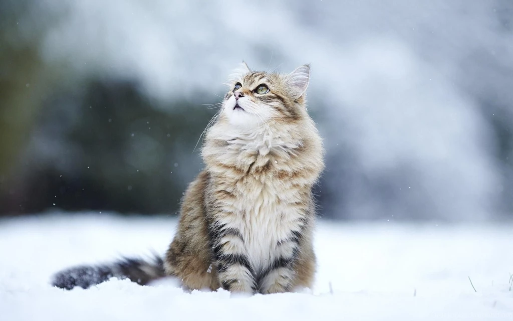 Cats Humor Winter Snow Flakes Free Desktop Backgrounds >> HD ...