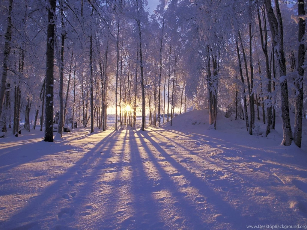 White Winter Nature Wallpapers HD