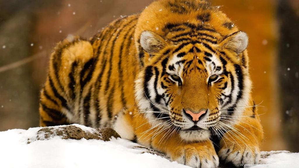 Tiger Computer Wallpapers, Desktop Backgrounds