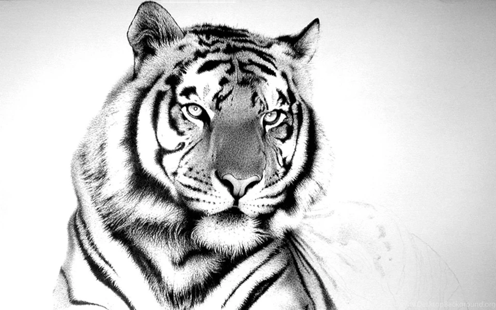 Hd Tiger Wallpapers For Desktop