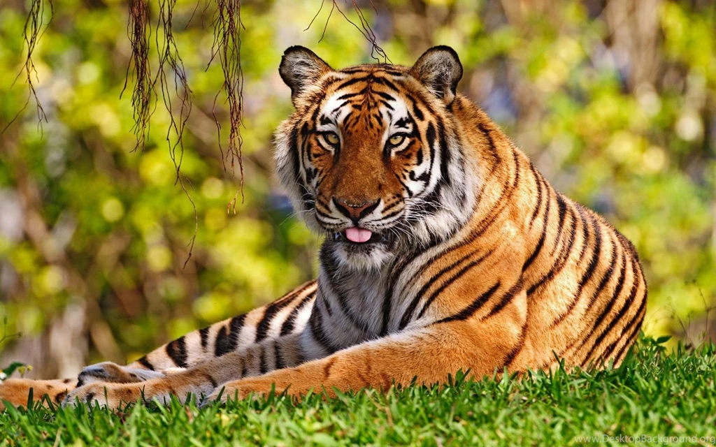 Dangerous Wild Tiger Desktop Backgrounds Wallpapers Zibrato