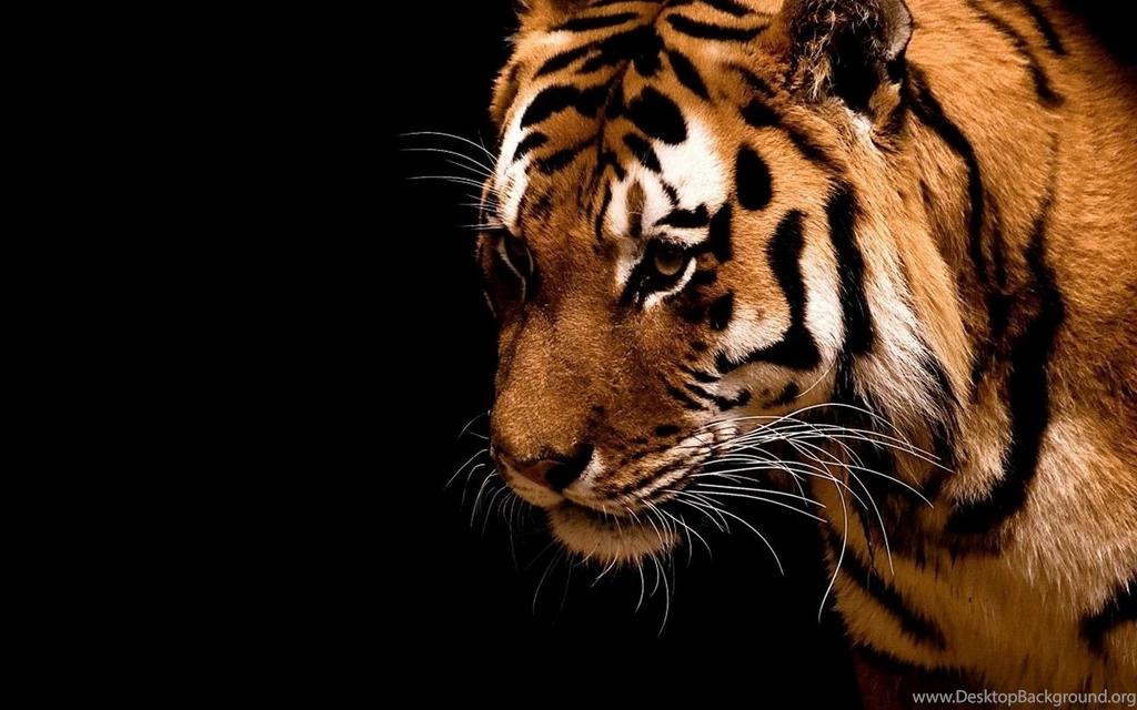 Tiger HD Wallpapers Like The White Siberian Or From India.