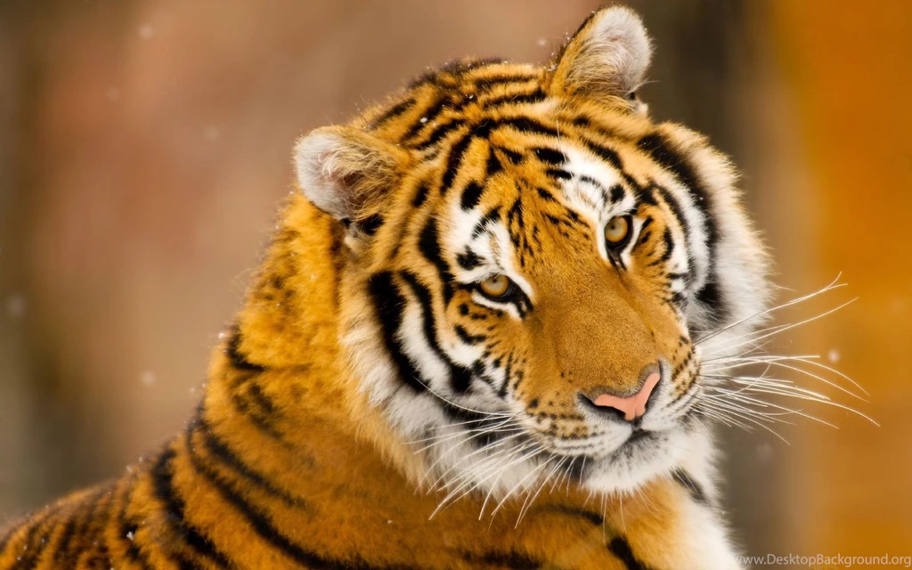 Tiger Windows Free Backgrounds Apple Wallpapers / Wallpapers Tiger ...