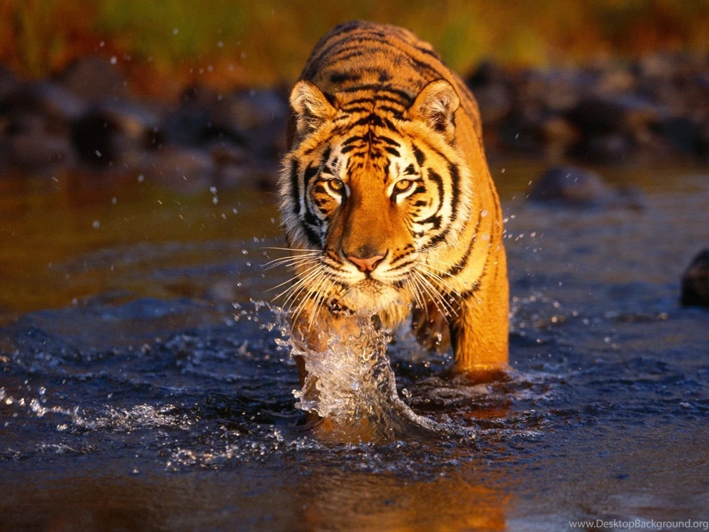 Top High Wallpapers Tiger Resolution Images For Pinterest